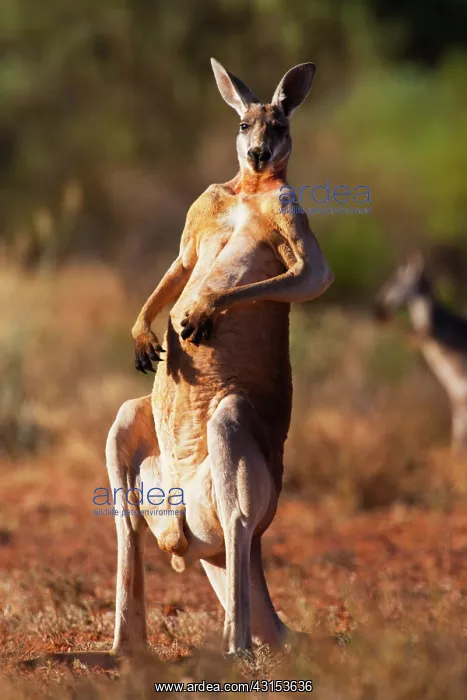: Red Kangaroo : Red Kangaroo
