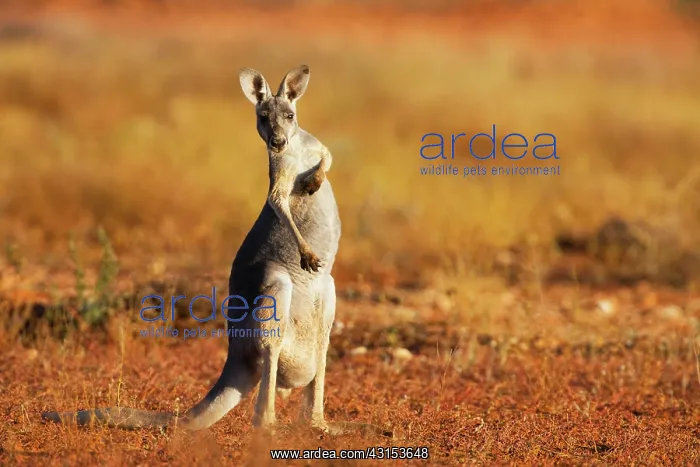 : Red Kangaroo : Red Kangaroo