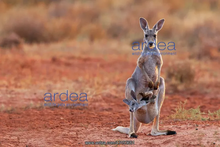 : Red Kangaroo : Red Kangaroo