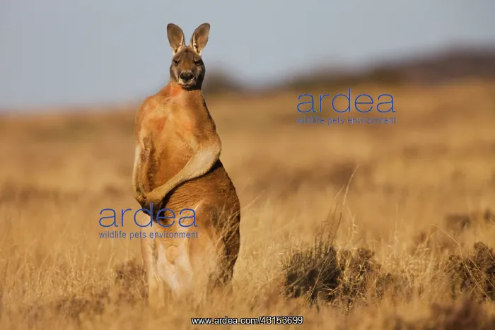 : Red Kangaroo : Red Kangaroo