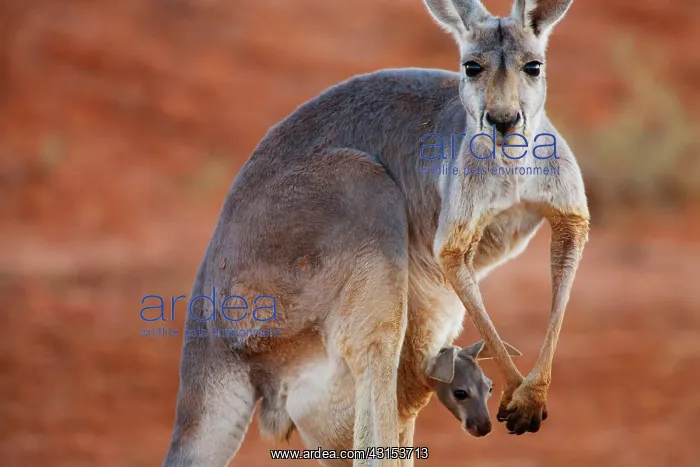 : Red Kangaroo : Red Kangaroo
