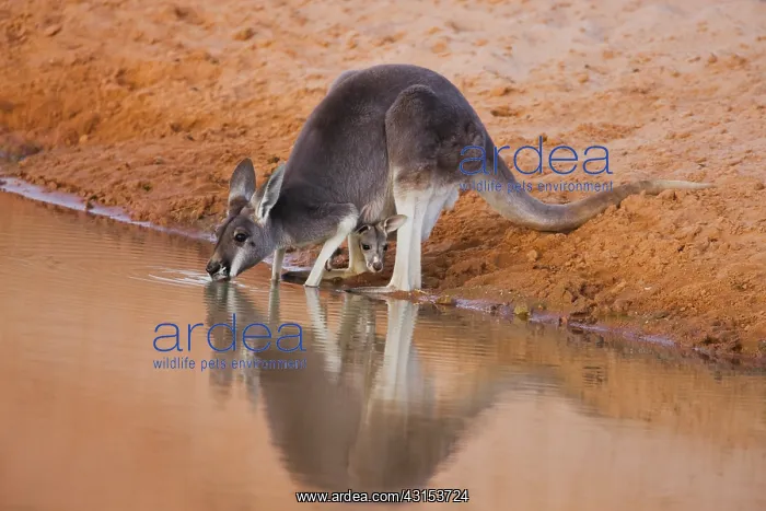 : Red Kangaroo : Red Kangaroo