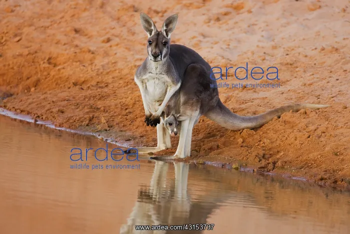 : Red Kangaroo : Red Kangaroo