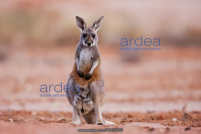  : Red Kangaroo