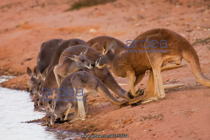 : Red Kangaroo : Red Kangaroo