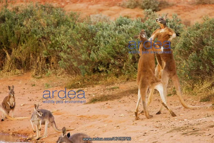 : Red Kangaroo : Red Kangaroo