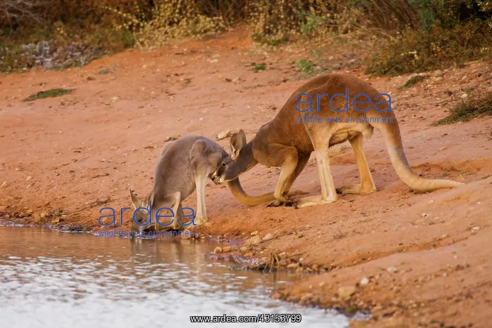 : Red Kangaroo : Red Kangaroo