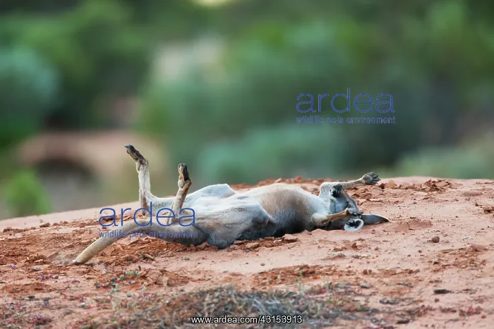 : Red Kangaroo : Red Kangaroo
