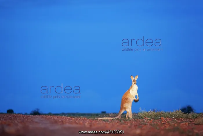 : Red Kangaroo : Red Kangaroo