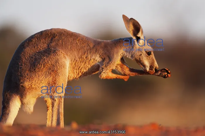 : Red Kangaroo : Red Kangaroo
