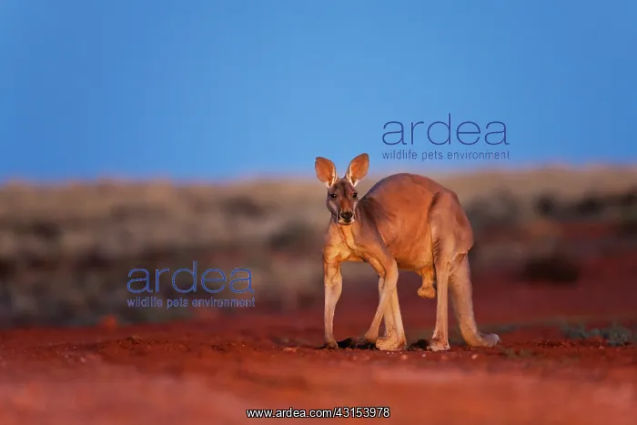 : Red Kangaroo : Red Kangaroo