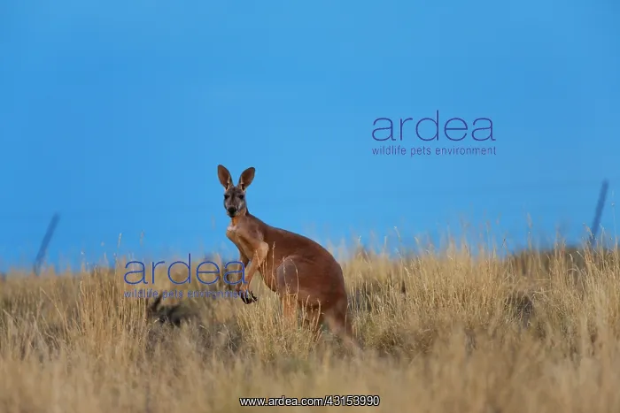 : Red Kangaroo : Red Kangaroo