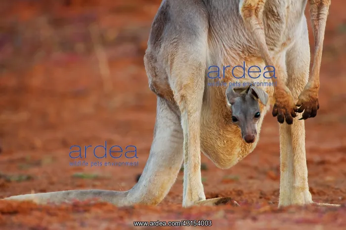  : Red Kangaroo