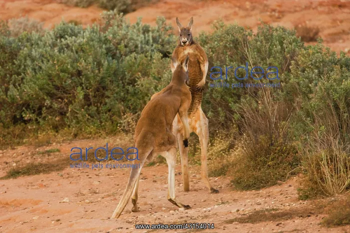 : Red Kangaroo : Red Kangaroo