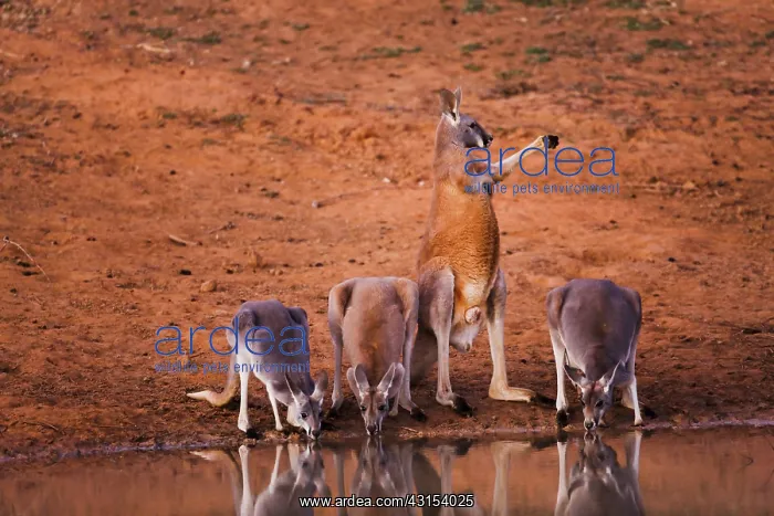 : Red Kangaroo : Red Kangaroo