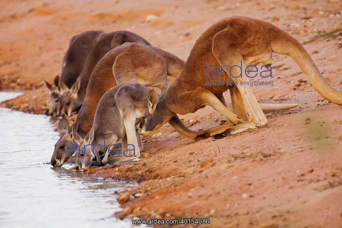 : Red Kangaroo : Red Kangaroo