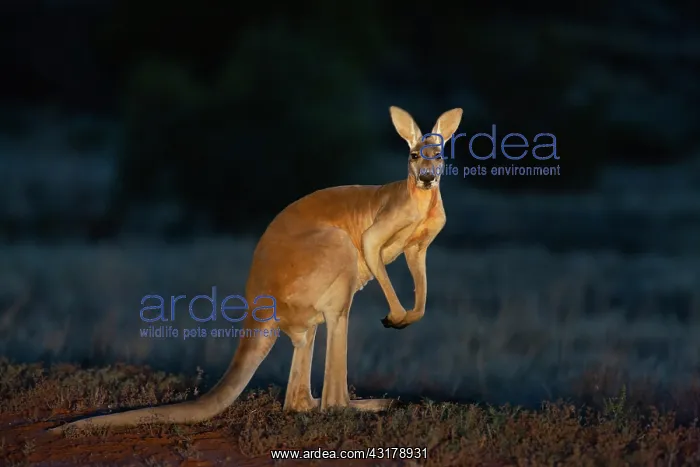 : Red Kangaroo : Red Kangaroo