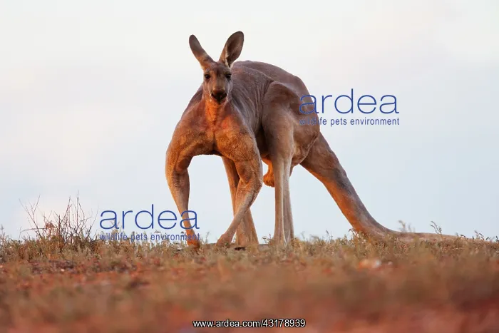 : Red Kangaroo : Red Kangaroo