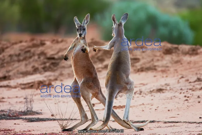: Red Kangaroo : Red Kangaroo