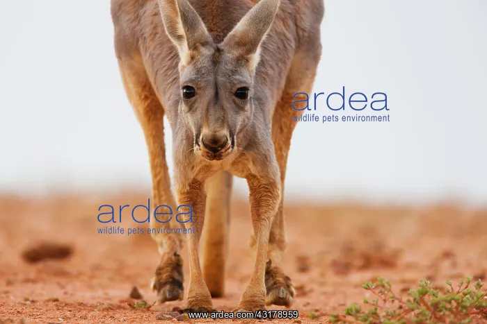  : Red Kangaroo