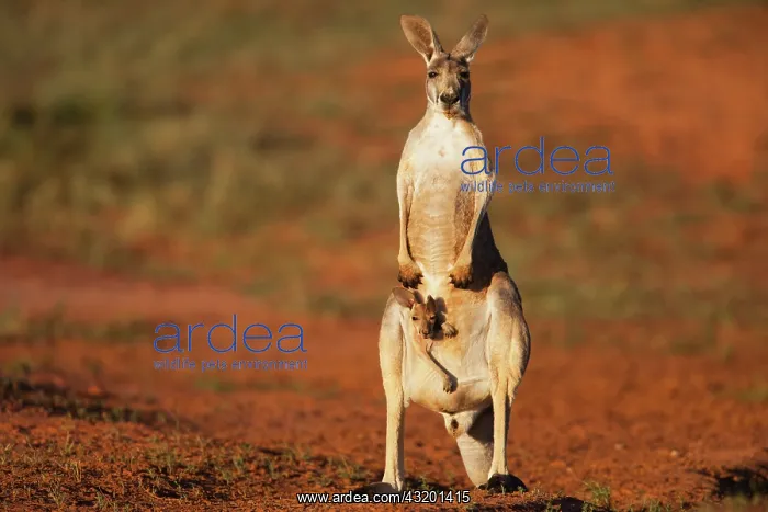 : Red Kangaroo : Red Kangaroo