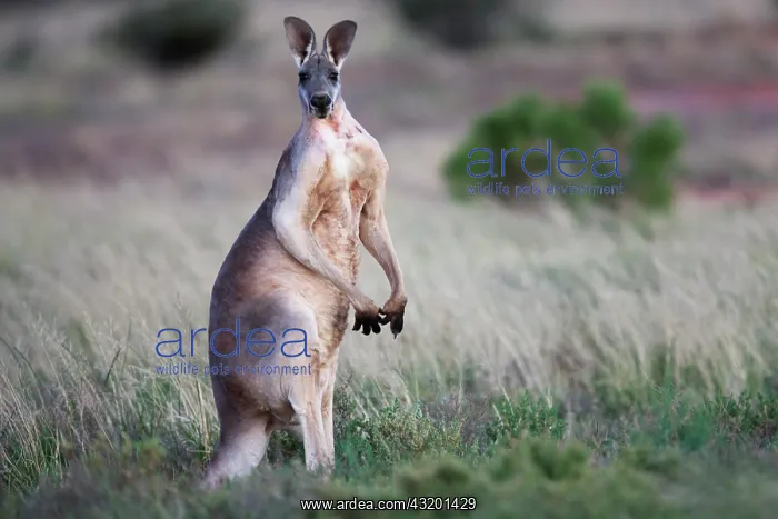 : Red Kangaroo : Red Kangaroo