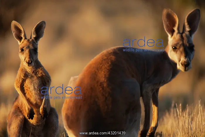 : Red Kangaroo : Red Kangaroo