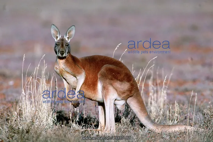 : Red Kangaroo : Red Kangaroo