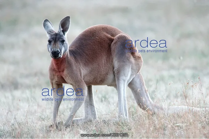 : Red Kangaroo : Red Kangaroo