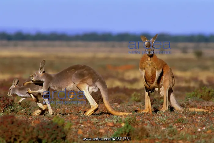 : Red Kangaroo - Adult male with female and young : Red Kangaroo - Adult male with female and young
