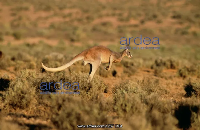 : Red KANGAROO - Adult male, hopping : Red KANGAROO - Adult male, hopping