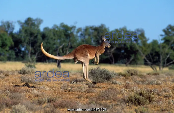 : Red Kangaroo - adult male hopping : Red Kangaroo - adult male hopping