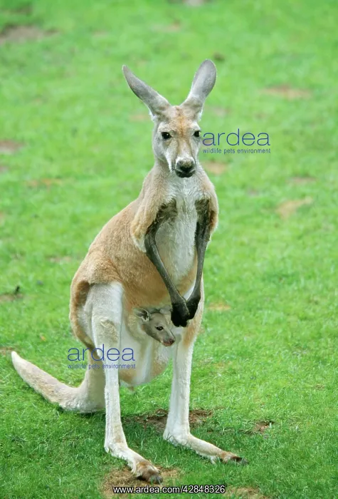: Red Kangaroo - with baby in pouch : Red Kangaroo - with baby in pouch