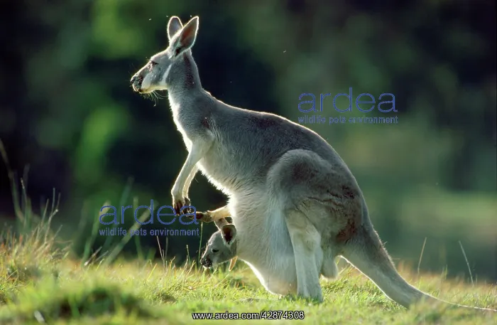  : Red Kangaroo - baby in pouch