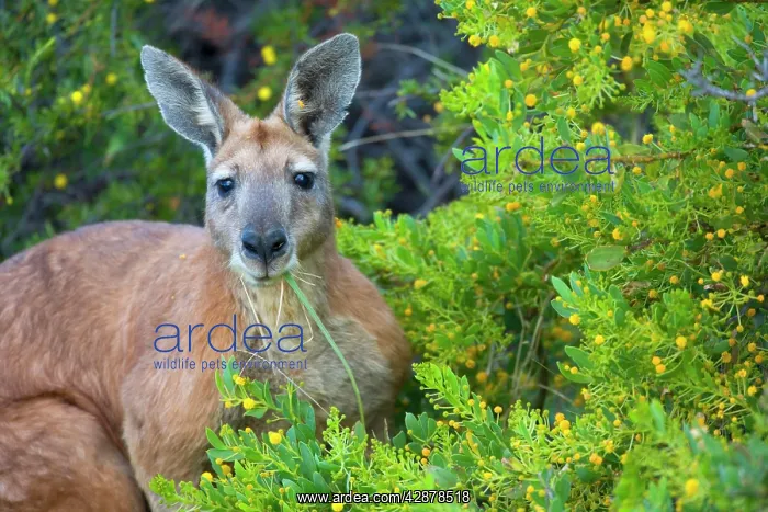 : Red Kangaroo - big adult male Red Kangaroo sitting : Red Kangaroo - big adult male Red Kangaroo sitting