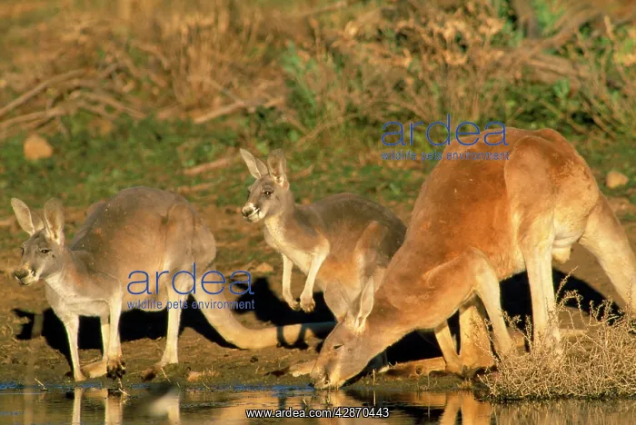 : Red Kangaroo - drinking in dam : Red Kangaroo - drinking in dam