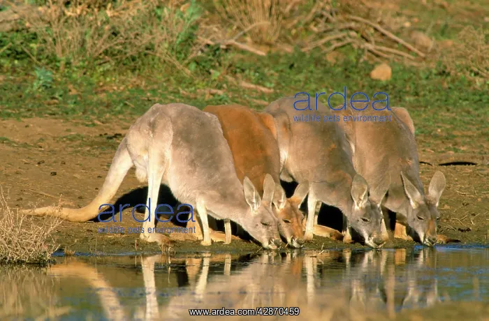 : Red Kangaroo - drinking in dam : Red Kangaroo - drinking in dam