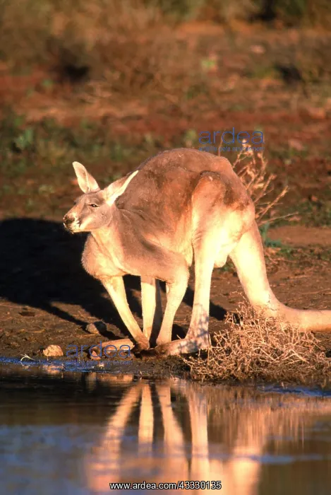 : RED KANGAROO - Drinking in dam : RED KANGAROO - Drinking in dam