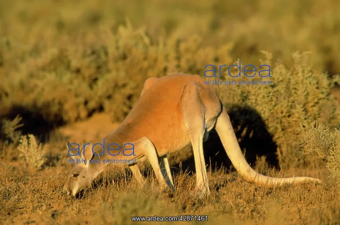 : Red Kangaroo - feeding : Red Kangaroo - feeding