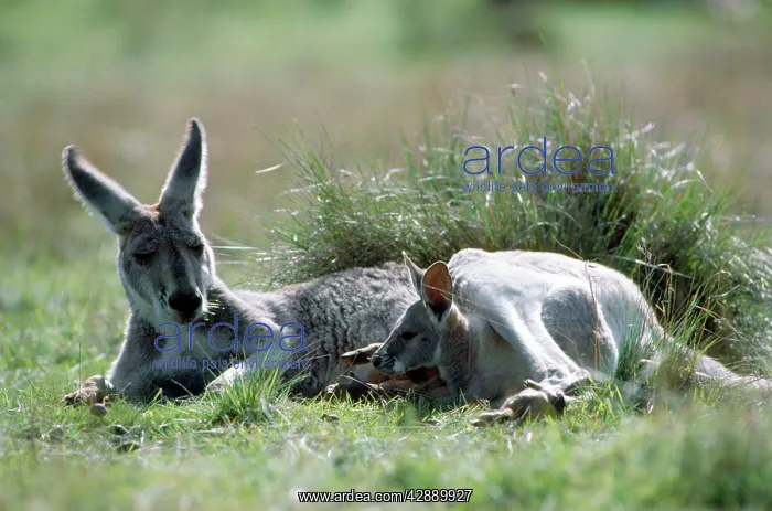  : Red Kangaroo - female blue flyer & joey