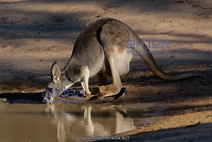 : Red Kangaroo female drinking Red Kangaroo female drinking : Red Kangaroo female drinking Red Kangaroo female drinking