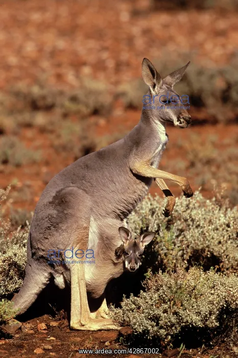 : Red Kangaroo - Female with joey in pouch : Red Kangaroo - Female with joey in pouch
