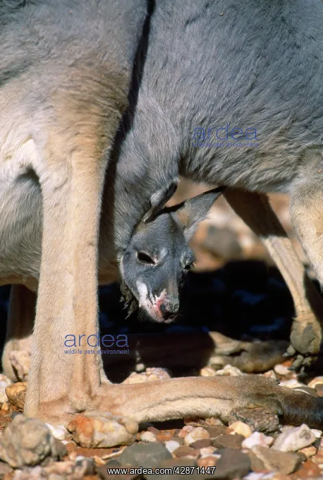 : Red Kangaroo - female with joey in pouch : Red Kangaroo - female with joey in pouch