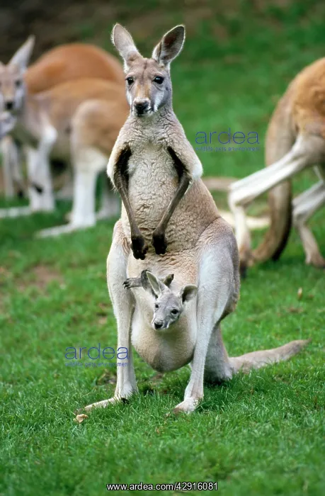 : Red Kangaroo - female with a joey in her pouch : Red Kangaroo - female with a joey in her pouch