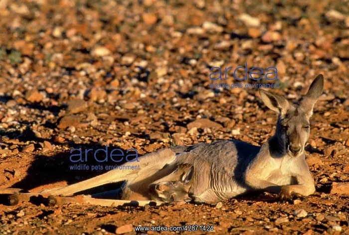 : Red Kangaroo - female with joey in pouch in hip hole : Red Kangaroo - female with joey in pouch in hip hole
