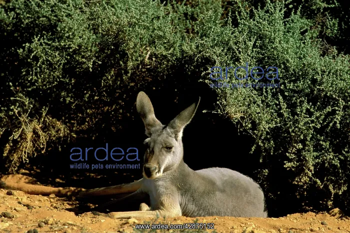 : Red Kangaroo - Female lying down in shade : Red Kangaroo - Female lying down in shade