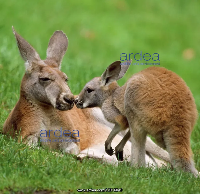 : Red Kangaroo - female with offspring : Red Kangaroo - female with offspring
