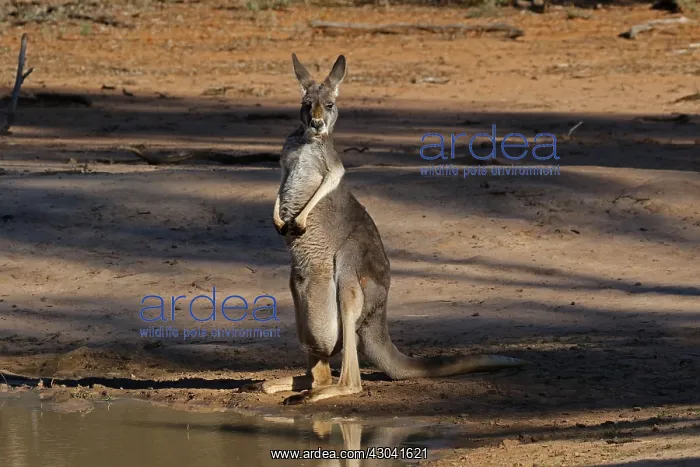  : Red Kangaroo female Red Kangaroo female