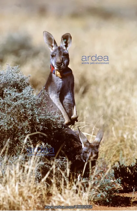 : RED KANGAROO - female wearing radio collar : RED KANGAROO - female wearing radio collar