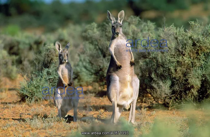 : RED KANGAROO - female and young : RED KANGAROO - female and young